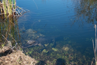 Alligatore nell' Everglades National Park in Florida