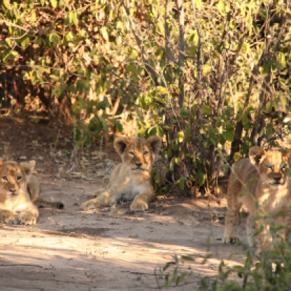 Cuccioli di leone nel Chobe National Park Botswana