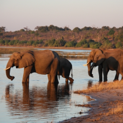 Elefanti al bagno nel Chobe National Park Botswana