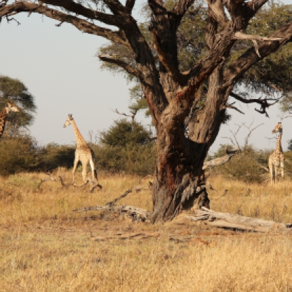 Giraffe nel Chobe National Park Botswana